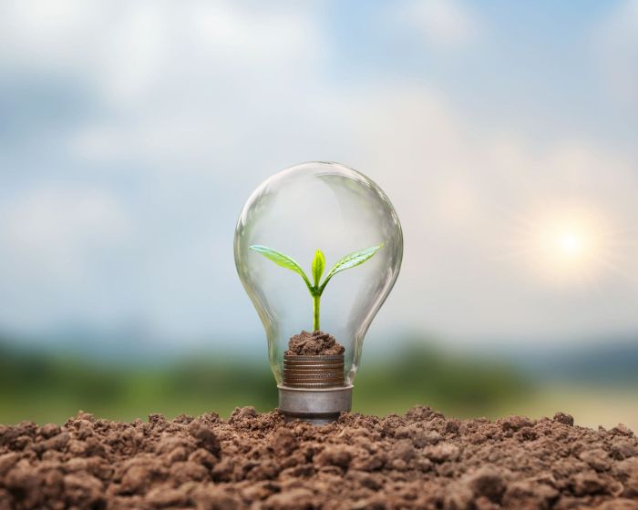 The tree grows with gold coins in energy-saving lamps. Energy saving and renewable energy concepts